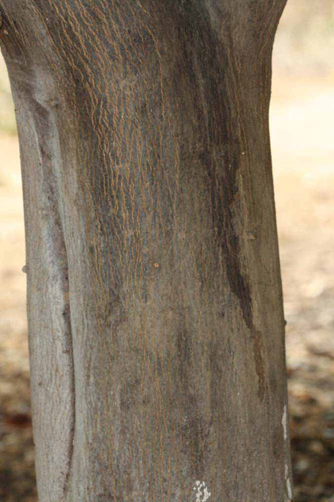              Bark (Riverside, CA)       